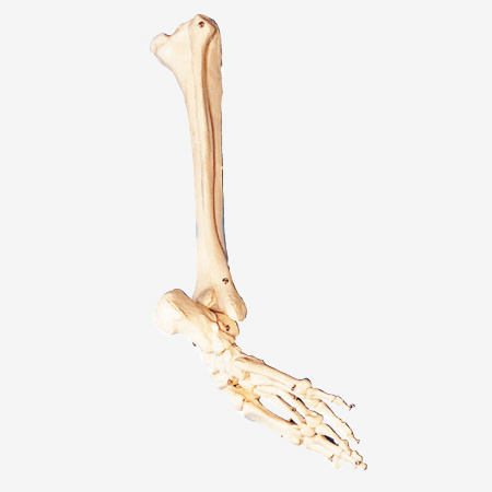 cÄģ